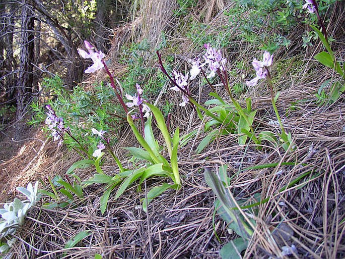 Orchis canariensis