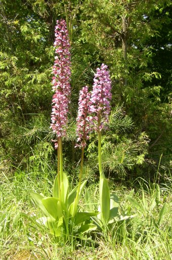 Orchis × hybrida