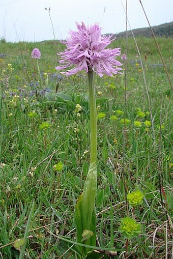 Orchis italica