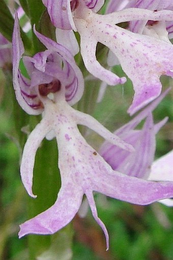 Orchis italica