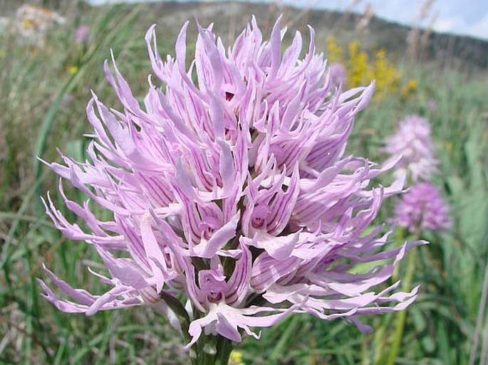 Orchis italica