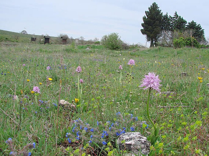 Orchis italica