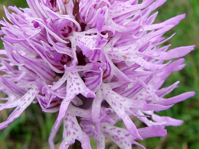 Orchis italica