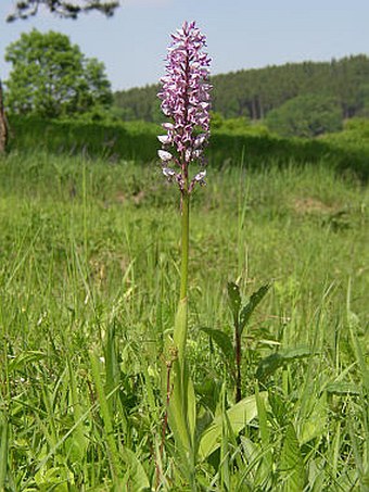 Orchis militaris