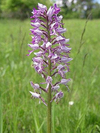 Orchis militaris