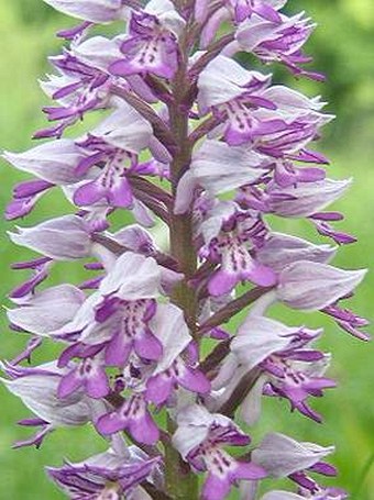 Orchis militaris