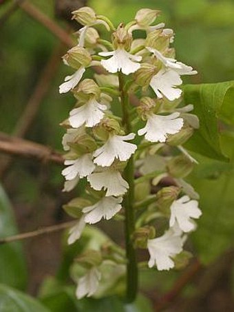 Orchis purpurea