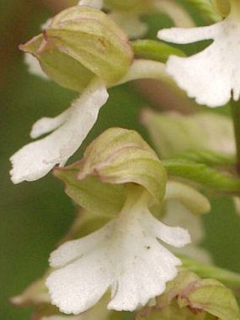 Orchis purpurea