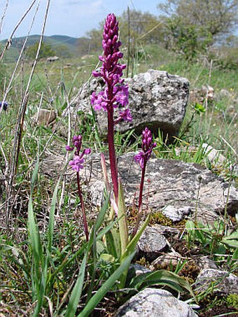 Orchis quadripunctata