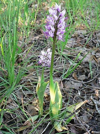 Orchis simia