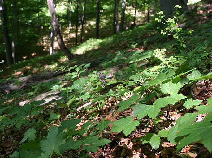 Orchis spitzelii