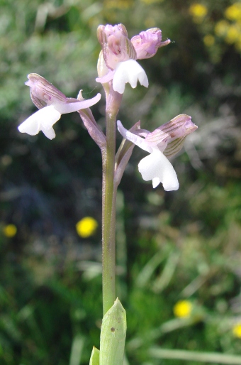 Anacamptis morio subsp. syriaca