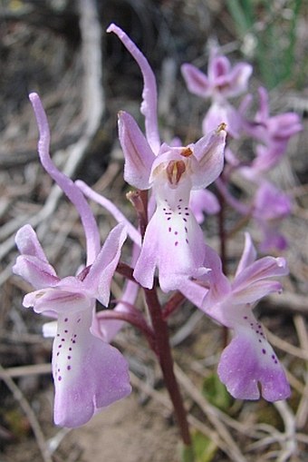 Orchis troodi