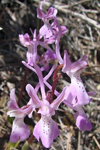 Orchis troodi