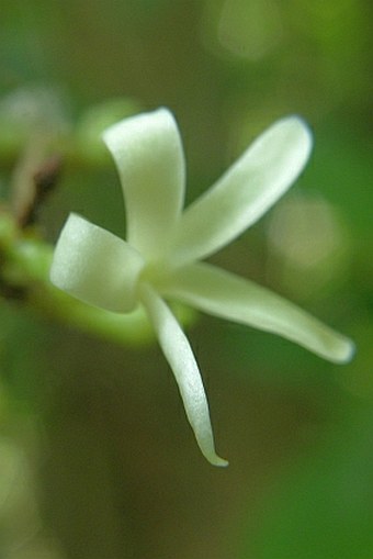 Ochrosia oppositifolia