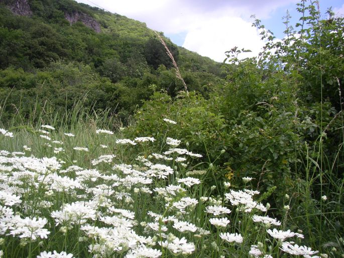 Orlaya grandiflora