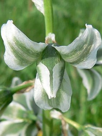 Ornithogalum boucheanum