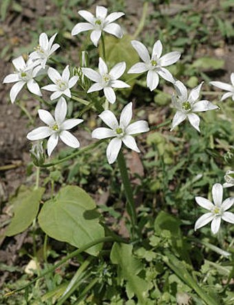 Ornithogalum umbellatum