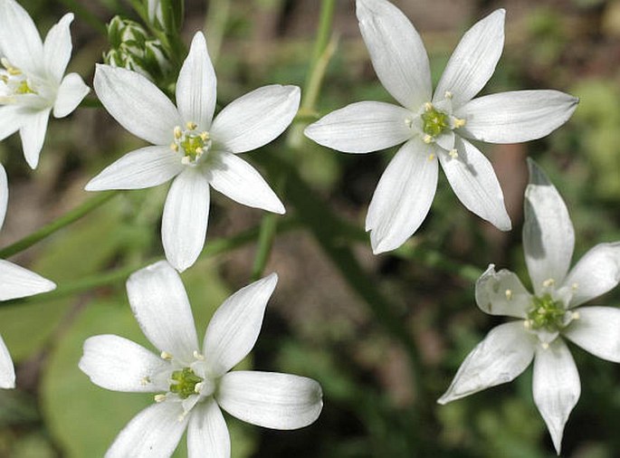 ORNITHOGALUM UMBELLATUM L. – snědek chocholičnatý / bledavka okolíkatá