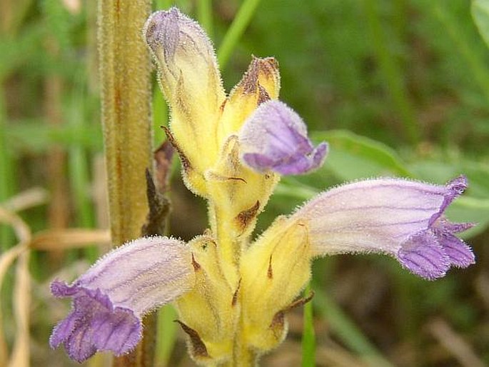 PHELIPANCHE PURPUREA (Jacq.) Soják subsp. PURPUREA – mordovka nachová pravá / zárazovec purpurový pravý