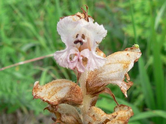 OROBANCHE CARYOPHYLLACEA SM. – záraza hřebíčková / záraza obyčajná