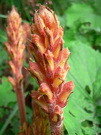 Orobanche flava