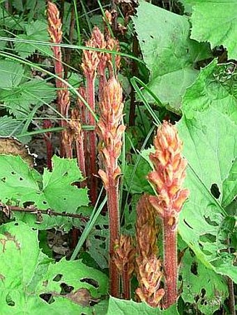 Orobanche flava