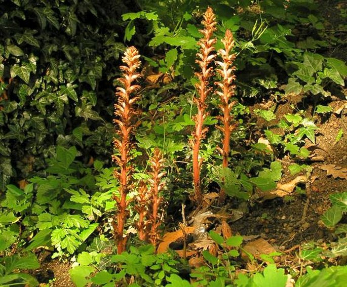 OROBANCHE HEDERAE Duby – záraza břečťanová / záraza