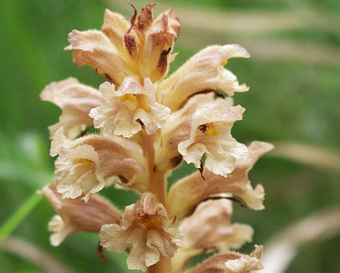 OROBANCHE LUTEA Baumg. – záraza žlutá / záraza žltá