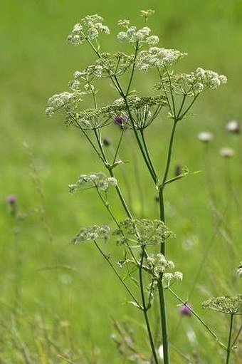 Angelica palustris