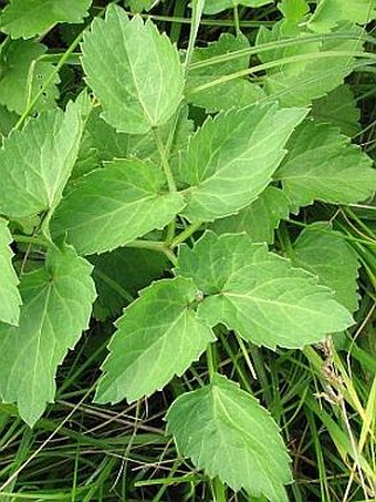 Angelica palustris