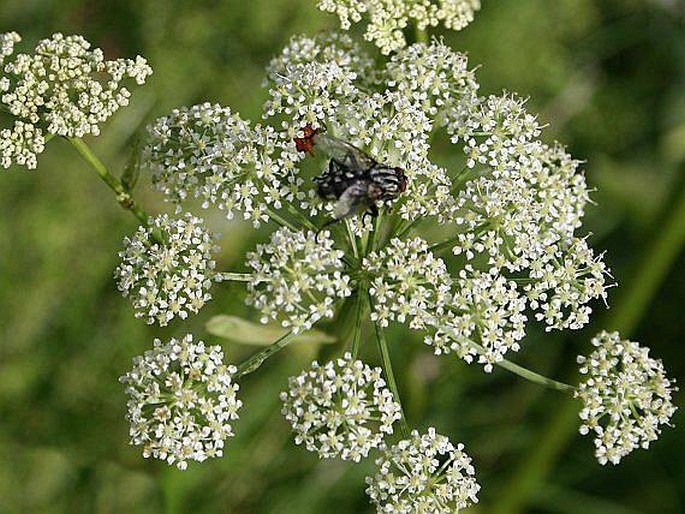 ANGELICA PALUSTRIS (Besser) Hoffm. – matizna bahenní / ostrík močiarny