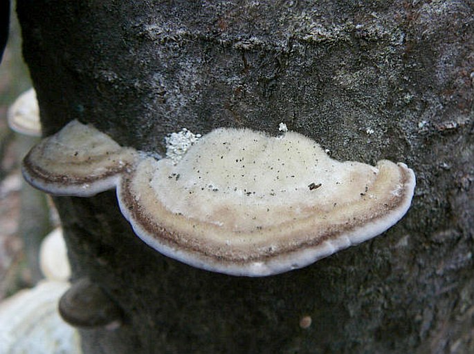 Trametes hirsuta