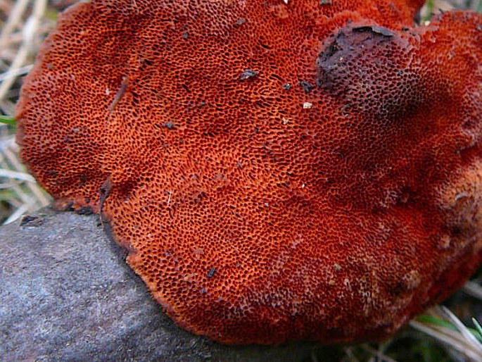 Pycnoporus cinnabarinus