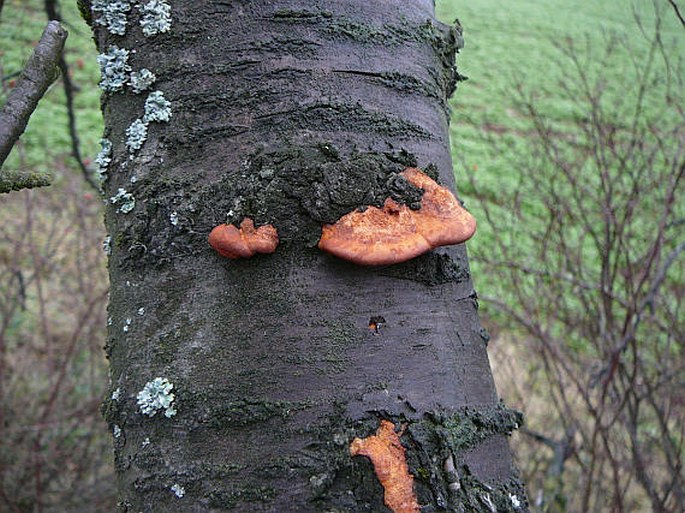 Pycnoporus cinnabarinus