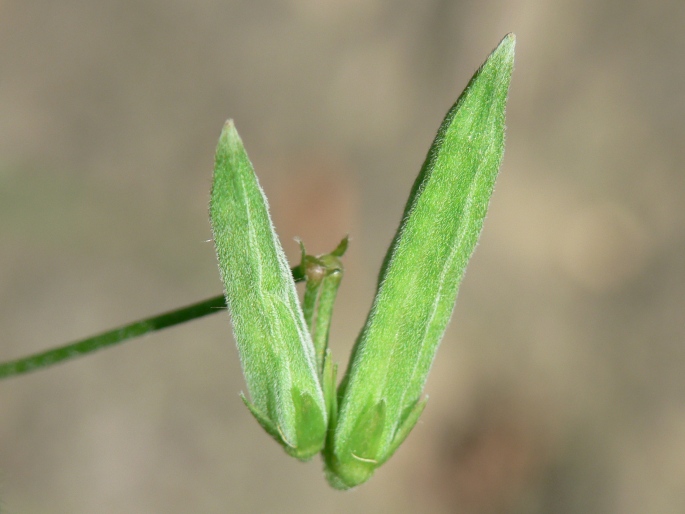 Oxalis dillenii