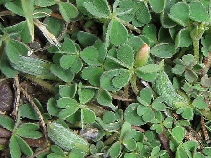 Oxalis radicosa