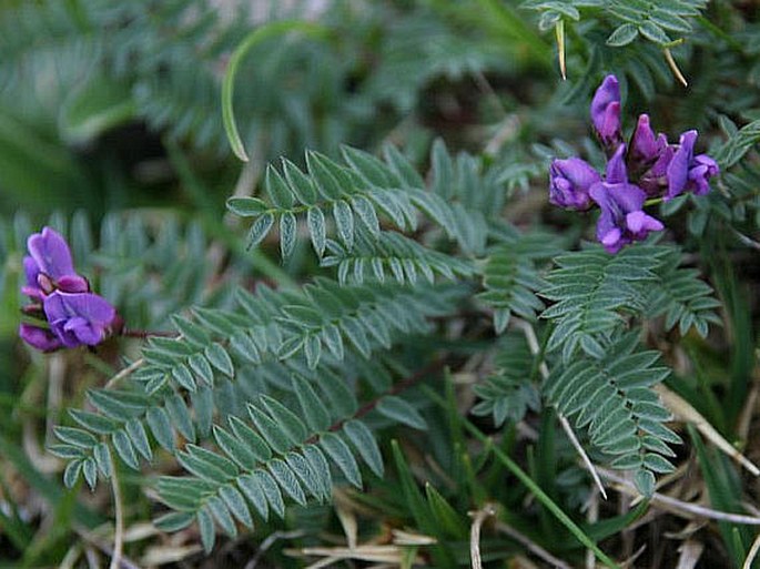 Oxytropis carpatica