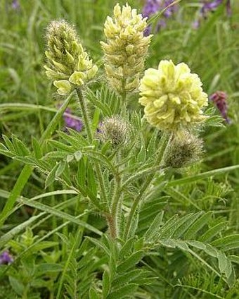 Oxytropis pilosa