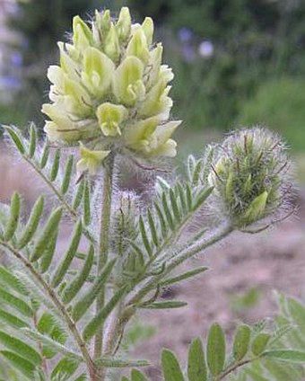 Oxytropis pilosa