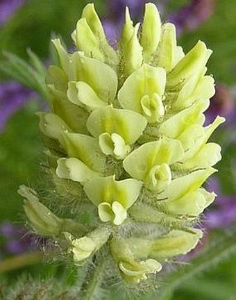 Oxytropis pilosa