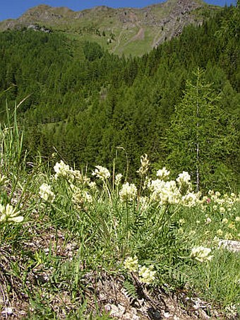 Oxytropis campestris