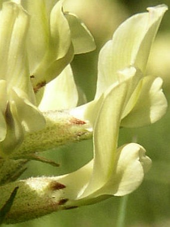 Oxytropis campestris