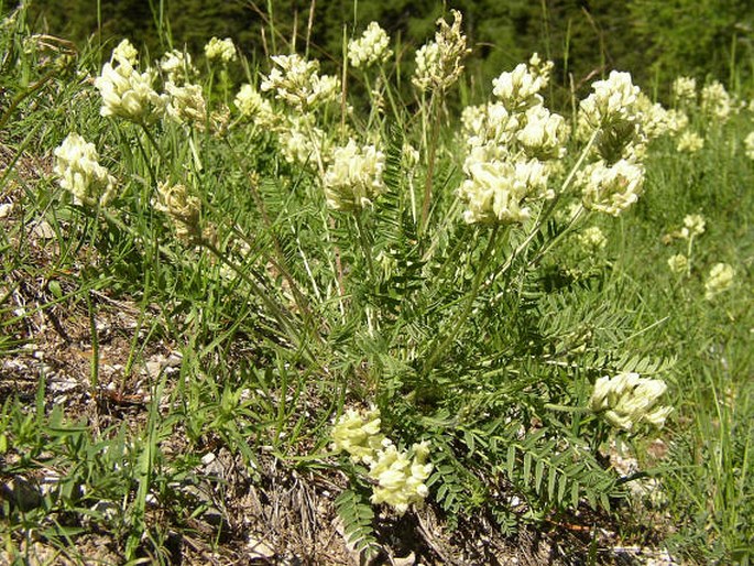 Oxytropis campestris