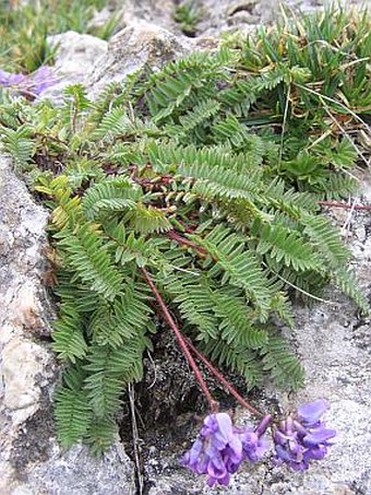 Oxytropis jacquinii