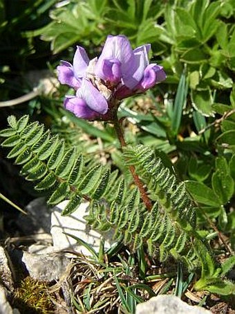 Oxytropis jacquinii