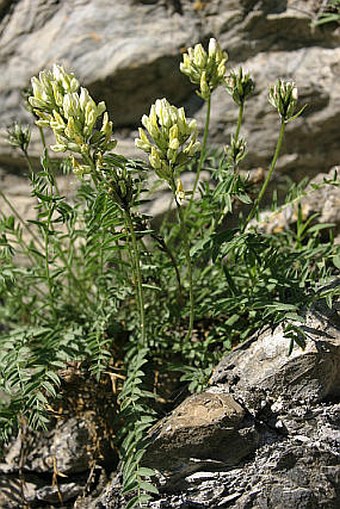 Oxytropis campestris subsp. tatrae