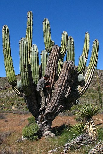 Pachycereus pringlei