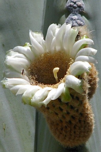 Pachycereus pringlei