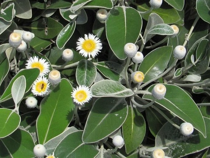 Pachystegia insignis